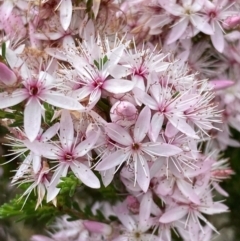 Calytrix tetragona (Common Fringe-myrtle) at Deep Lead Nature Conservation Reserve - 12 Oct 2023 by AnneG1