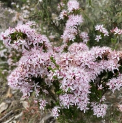 Calytrix tetragona at Stawell, VIC - 13 Oct 2023 10:36 AM