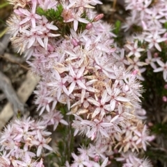 Calytrix tetragona at Stawell, VIC - 13 Oct 2023 10:36 AM