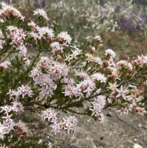 Calytrix tetragona at Stawell, VIC - 13 Oct 2023 10:36 AM