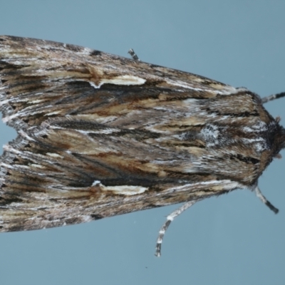 Persectania ewingii (Southern Armyworm) at Ainslie, ACT - 4 Oct 2023 by jb2602