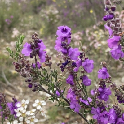 Prostanthera denticulata (Rough Mint-bush) at Deep Lead Nature Conservation Reserve - 12 Oct 2023 by AnneG1