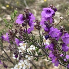 Prostanthera denticulata at suppressed - suppressed