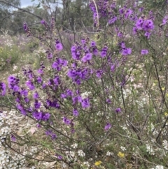 Prostanthera denticulata at suppressed - suppressed