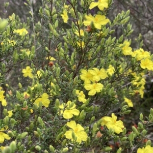 Hibbertia riparia at Stawell, VIC - 13 Oct 2023 10:40 AM