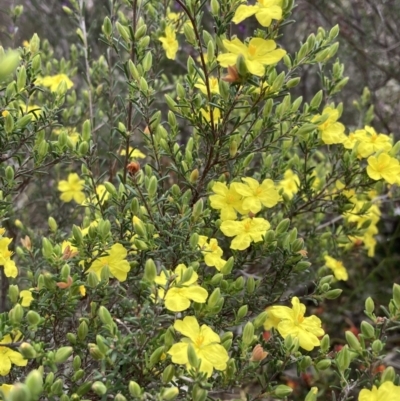 Hibbertia riparia (Erect Guinea-flower) at Deep Lead Nature Conservation Reserve - 12 Oct 2023 by AnneG1