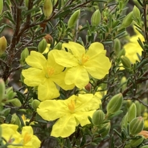 Hibbertia riparia at Stawell, VIC - 13 Oct 2023 10:40 AM