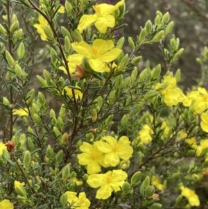 Hibbertia riparia at Stawell, VIC - 13 Oct 2023 10:40 AM