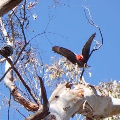 Callocephalon fimbriatum (Gang-gang Cockatoo) at Aranda Bushland - 11 Oct 2023 by CathB