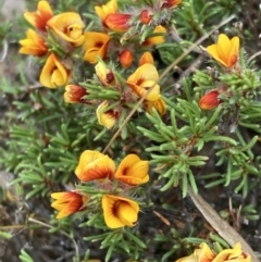 Pultenaea laxiflora (Loose-flower Bush Pea) at Stawell, VIC - 12 Oct 2023 by AnneG1
