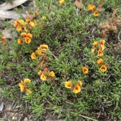 Pultenaea laxiflora at Stawell, VIC - 13 Oct 2023