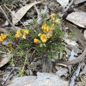 Pultenaea laxiflora at Stawell, VIC - 13 Oct 2023