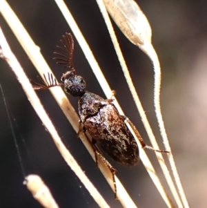 Ripiphoridae (family) at Belconnen, ACT - 11 Oct 2023