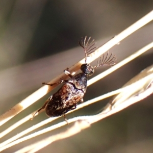 Ripiphoridae (family) at Belconnen, ACT - 11 Oct 2023