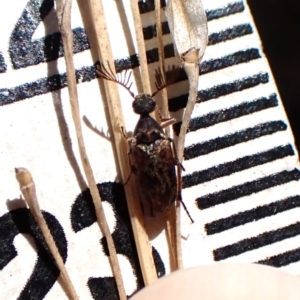 Ripiphoridae (family) at Belconnen, ACT - 11 Oct 2023