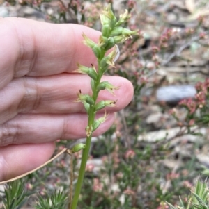 Prasophyllum lindleyanum at Stawell, VIC - 13 Oct 2023