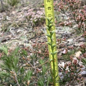 Prasophyllum lindleyanum at Stawell, VIC - 13 Oct 2023