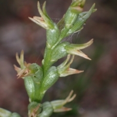 Prasophyllum lindleyanum at Stawell, VIC - 13 Oct 2023