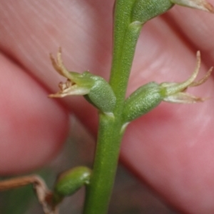 Prasophyllum lindleyanum at Stawell, VIC - 13 Oct 2023