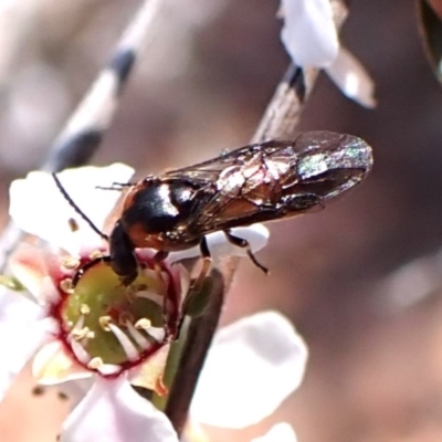 Lophyrotoma analis (Sawfly, Ironbark Sawfly) at Belconnen, ACT - 11 Oct 2023 by CathB