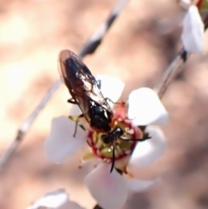 Lophyrotoma analis at Belconnen, ACT - 12 Oct 2023