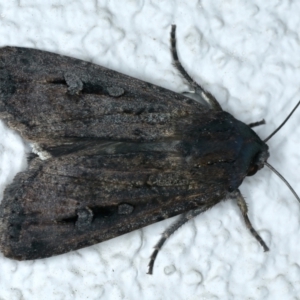 Agrotis infusa at Ainslie, ACT - 7 Oct 2023