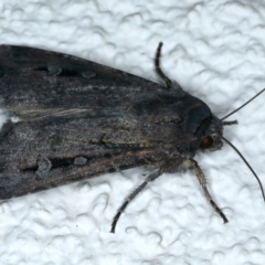 Agrotis infusa at Ainslie, ACT - 7 Oct 2023 10:45 PM