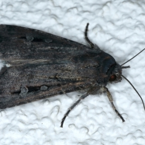 Agrotis infusa at Ainslie, ACT - 7 Oct 2023 10:45 PM