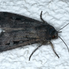 Agrotis infusa at Ainslie, ACT - 7 Oct 2023