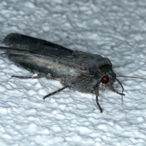 Agrotis infusa at Ainslie, ACT - 7 Oct 2023 10:45 PM