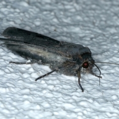 Agrotis infusa at Ainslie, ACT - 7 Oct 2023