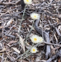 Chrysocephalum baxteri (Fringed Everlasting) at Deep Lead Nature Conservation Reserve - 13 Oct 2023 by AnneG1