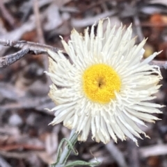 Chrysocephalum baxteri at suppressed - suppressed
