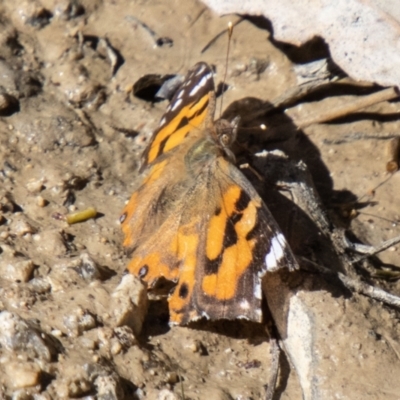 Vanessa kershawi (Australian Painted Lady) at Tidbinbilla Nature Reserve - 12 Oct 2023 by SWishart