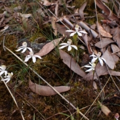 Caladenia moschata (Musky Caps) at Aranda Bushland - 15 Oct 2023 by CathB