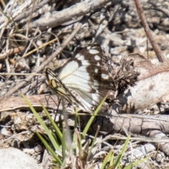 Belenois java (Caper White) at Tidbinbilla Nature Reserve - 12 Oct 2023 by SWishart