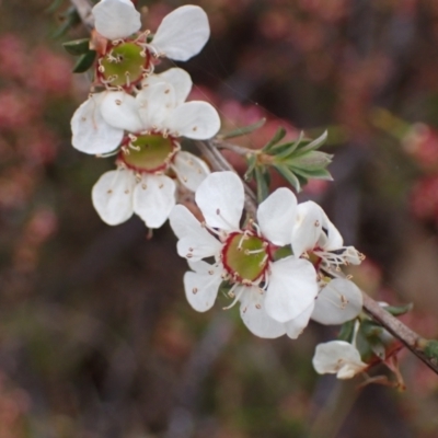 Leptospermum myrsinoides (Heath Teatree) at Stawell, VIC - 13 Oct 2023 by AnneG1