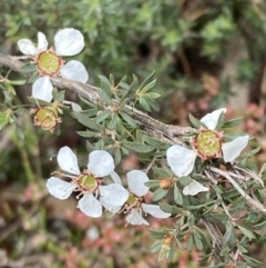 Leptospermum myrsinoides at suppressed - 13 Oct 2023