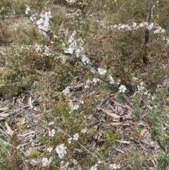 Leptospermum myrsinoides at suppressed - suppressed