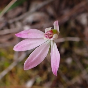 Caladenia carnea at Belconnen, ACT - 15 Oct 2023