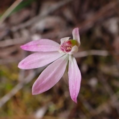 Caladenia carnea (Pink Fingers) at Belconnen, ACT - 15 Oct 2023 by CathB