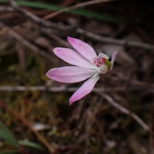 Caladenia carnea at Belconnen, ACT - 15 Oct 2023