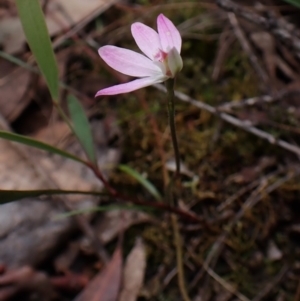 Caladenia carnea at Belconnen, ACT - 15 Oct 2023