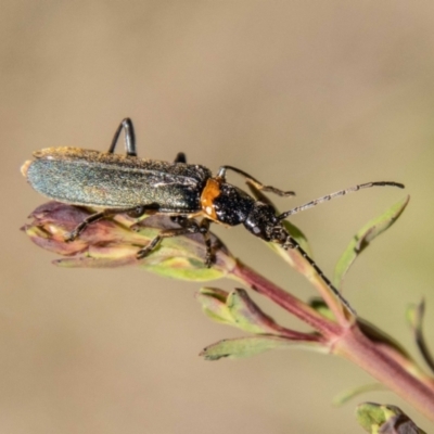 Chauliognathus lugubris (Plague Soldier Beetle) at Paddys River, ACT - 12 Oct 2023 by SWishart