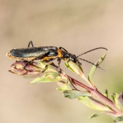 Chauliognathus lugubris at Paddys River, ACT - 13 Oct 2023 09:47 AM