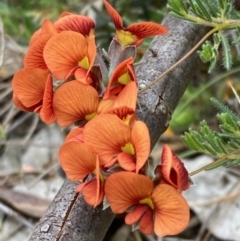 Dillwynia hispida (Red Parrot-pea) at Stawell, VIC - 13 Oct 2023 by AnneG1