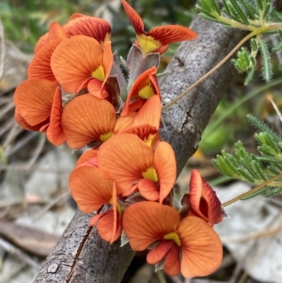 Dillwynia hispida (Red Parrot-pea) at Stawell, VIC - 13 Oct 2023 by AnneG1