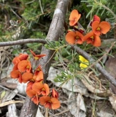 Dillwynia hispida at Stawell, VIC - 13 Oct 2023