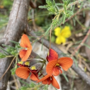 Dillwynia hispida at Stawell, VIC - 13 Oct 2023