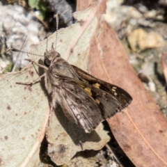 Trapezites phigalioides (Montane Ochre) at Paddys River, ACT - 13 Oct 2023 by SWishart